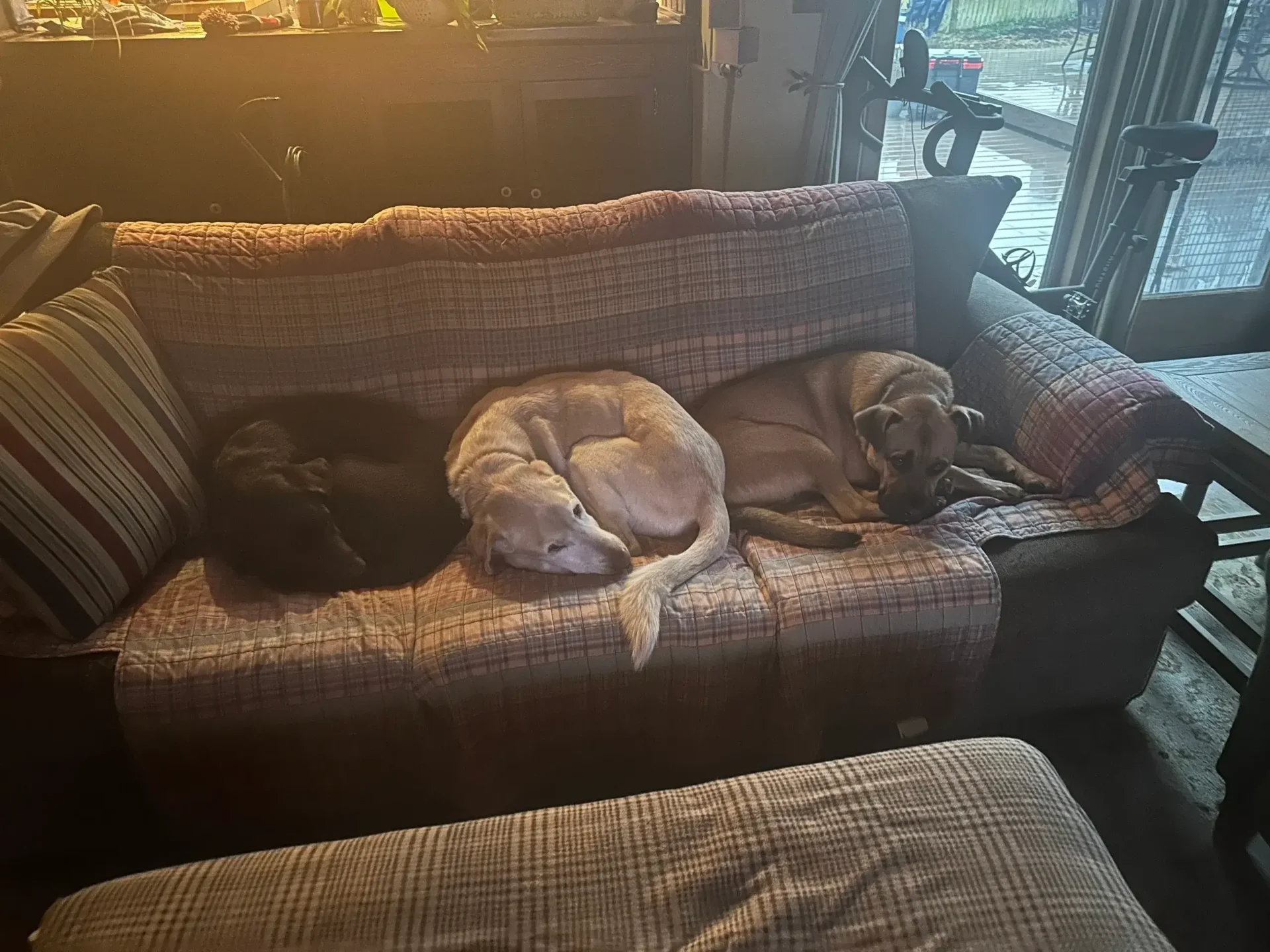 Two dogs sleeping on a couch in the sun.