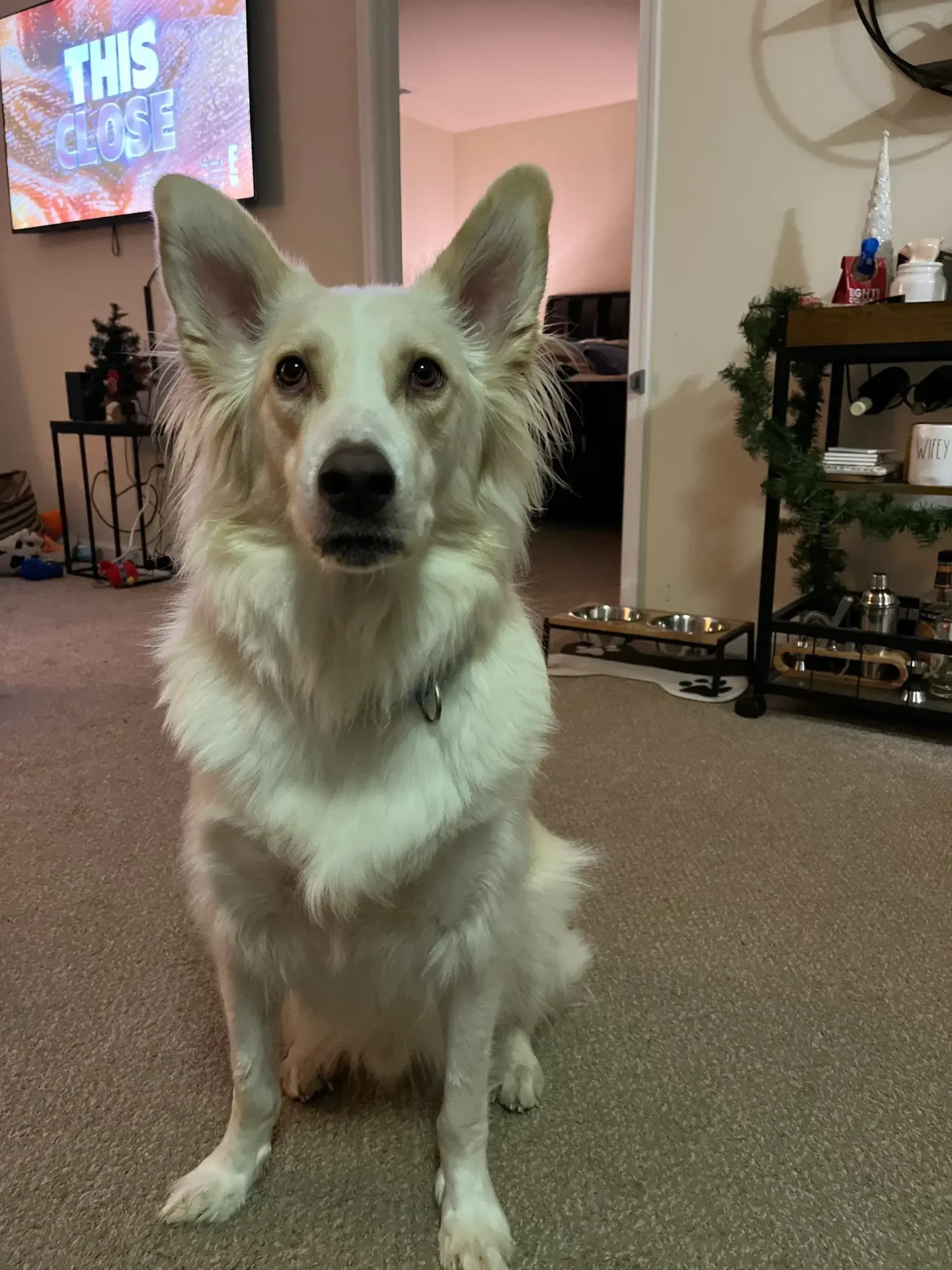 A white dog sitting on the floor in front of a tv.