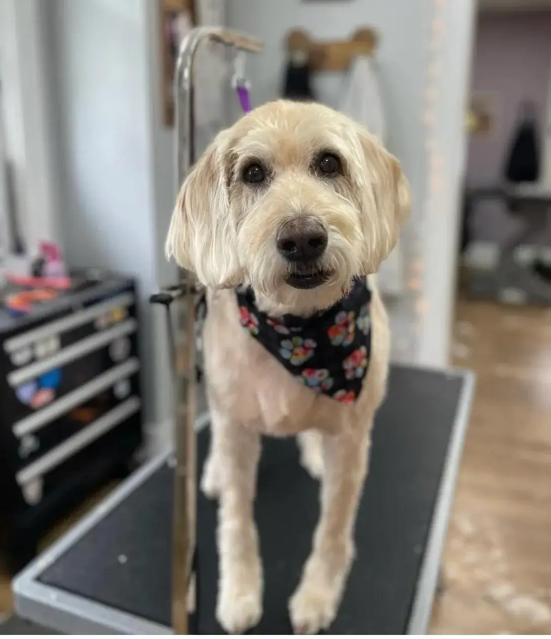 A dog is standing on the floor of a room.