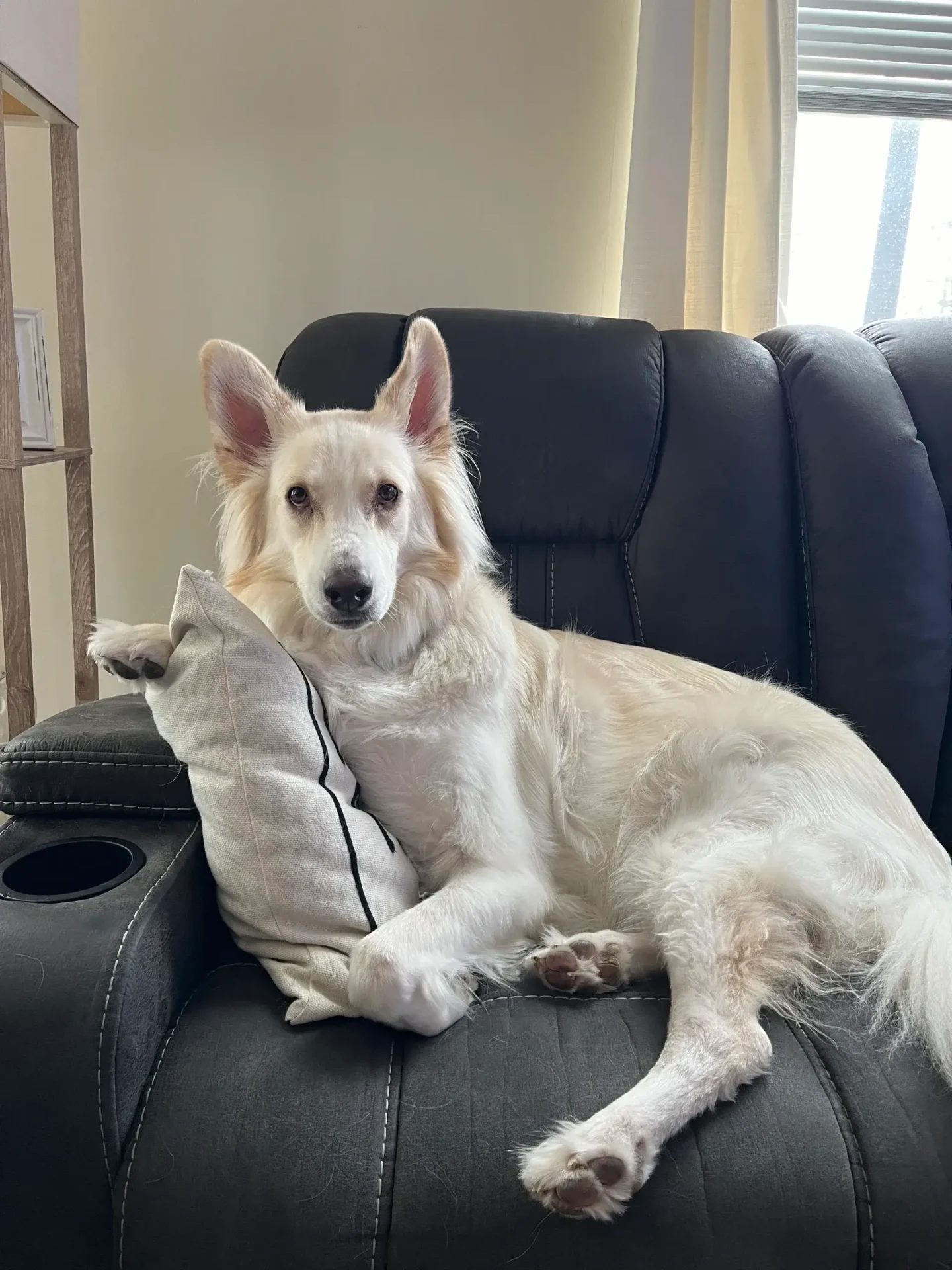 A dog sitting on top of a couch.