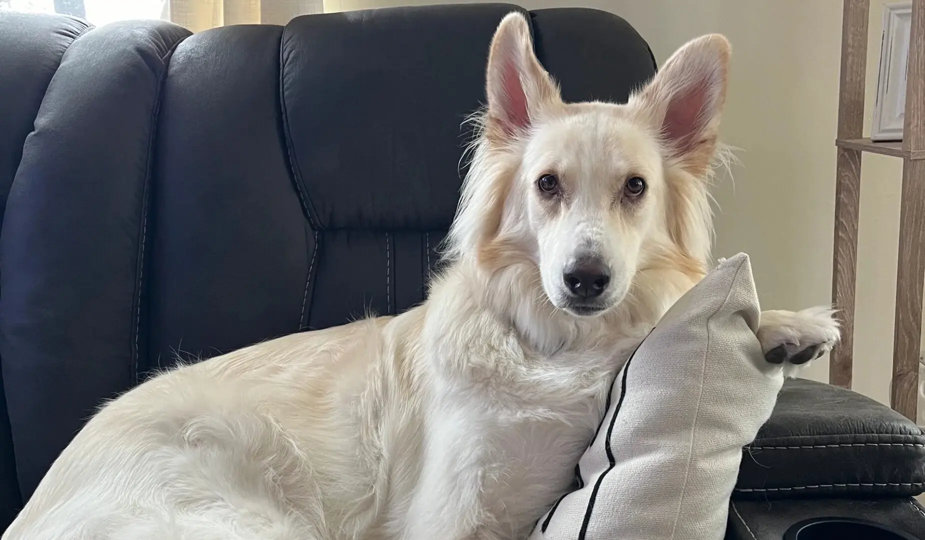 A white dog sitting on top of a black chair.