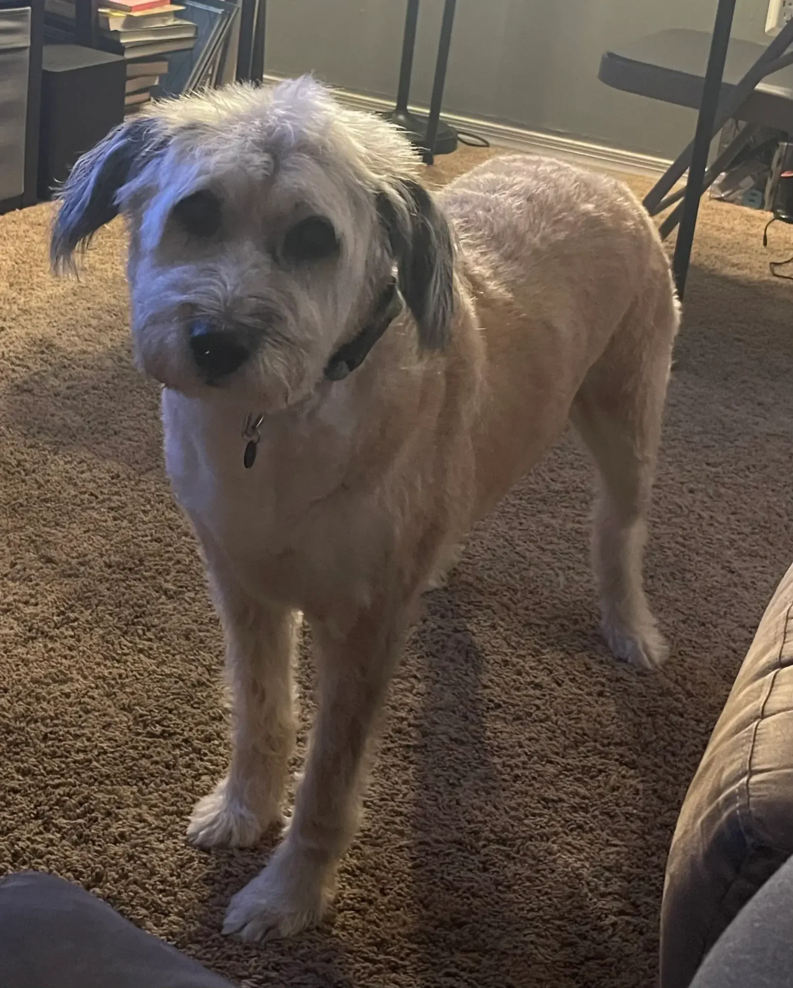 A dog standing on the floor in front of a couch.