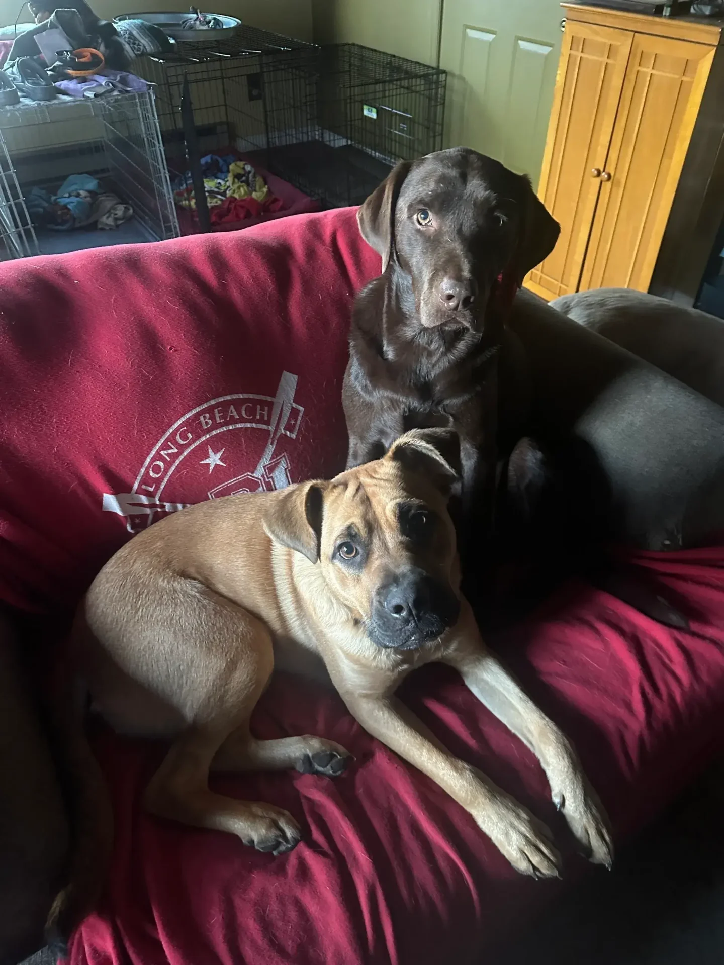 Two dogs sitting on a red couch