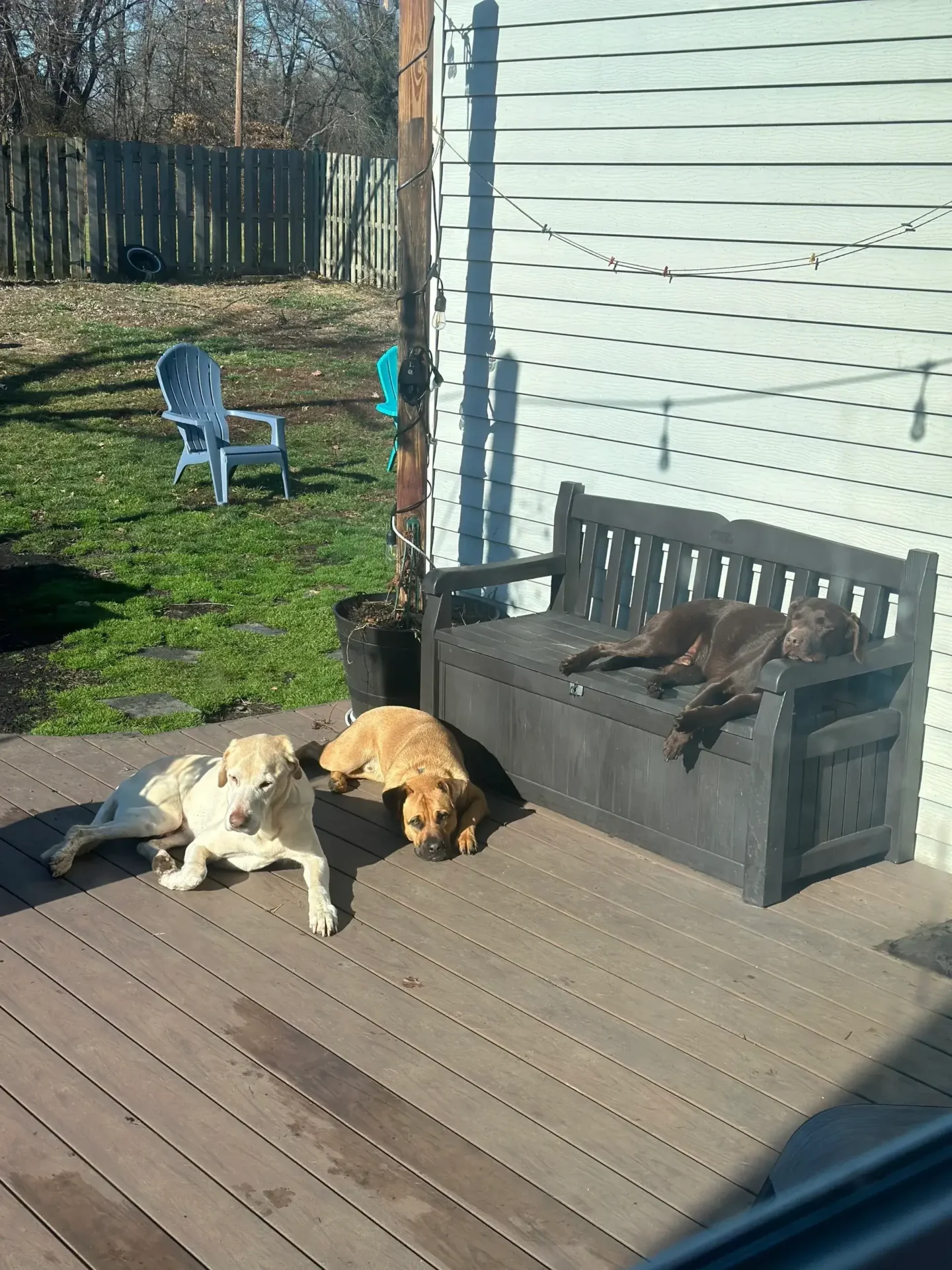 A cat and dog laying on the ground next to a bench.