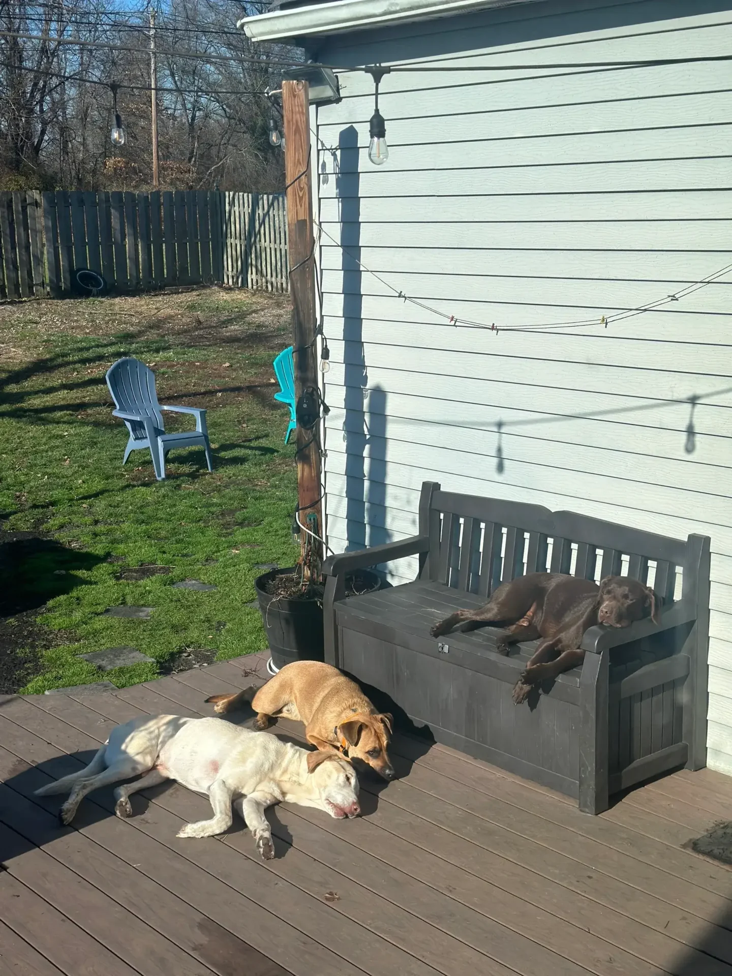 A group of dogs laying on the ground outside.