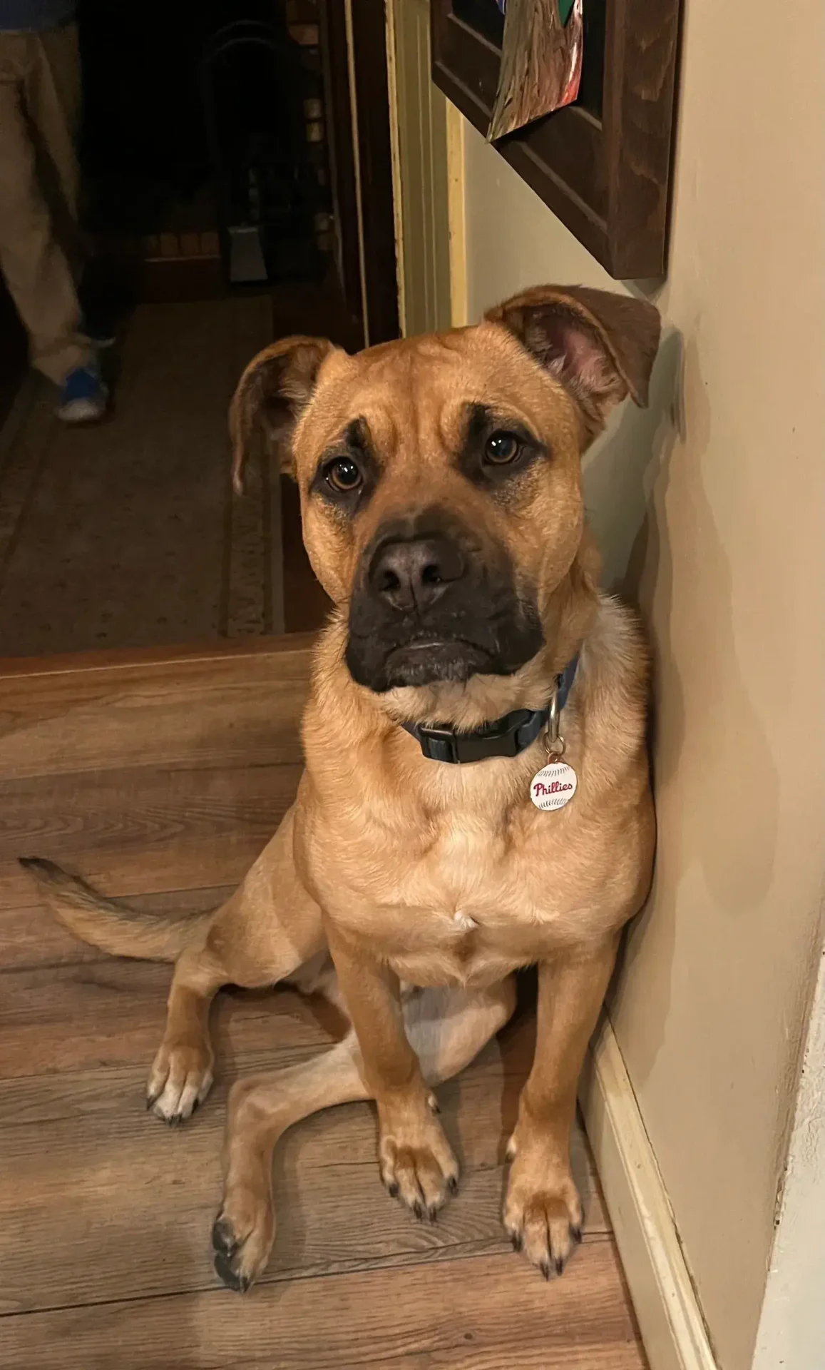 A brown dog sitting on the stairs of a house.