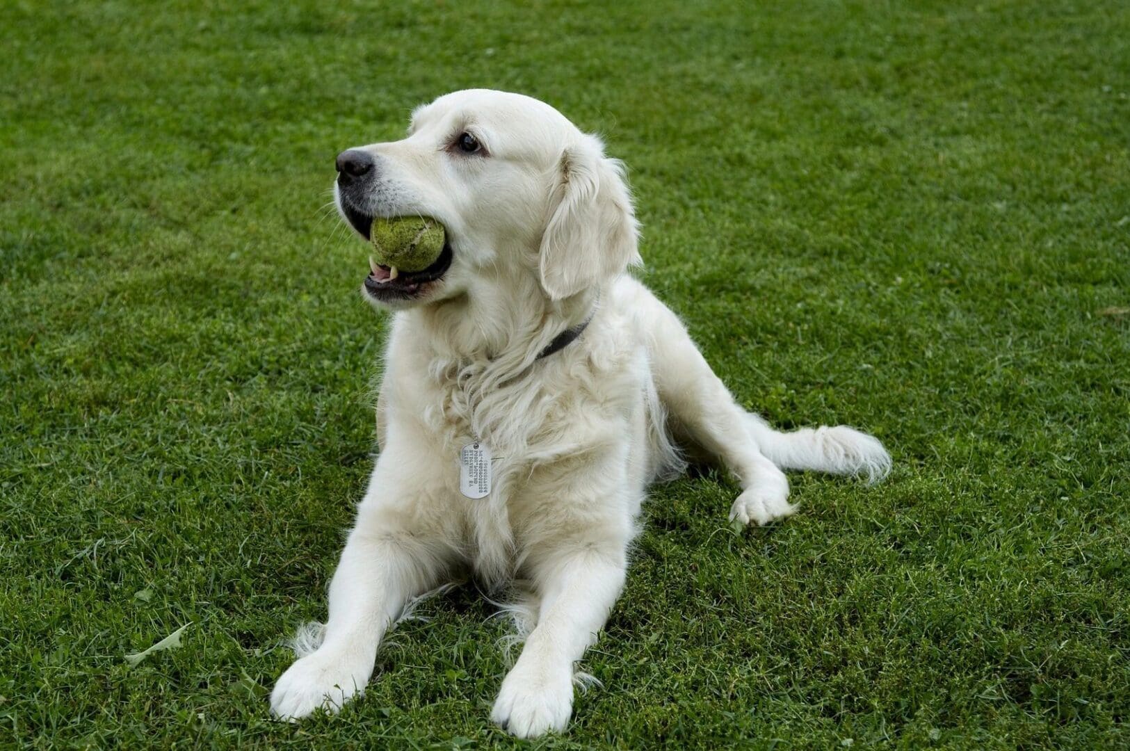 A dog is laying in the grass with its mouth open.