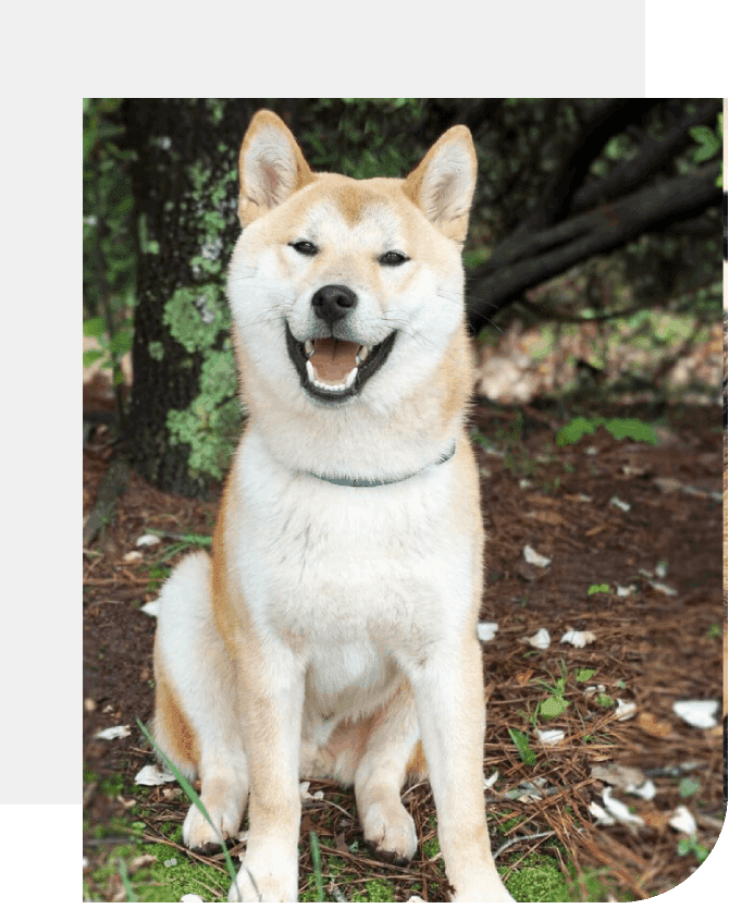 A dog sitting in the dirt with its mouth open.