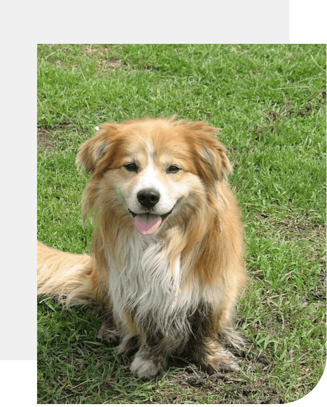 A dog sitting in the grass with its tongue hanging out.