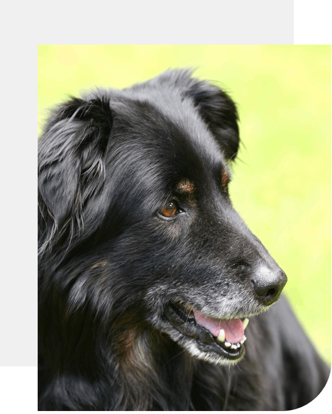 A black dog with brown spots is looking at the camera.