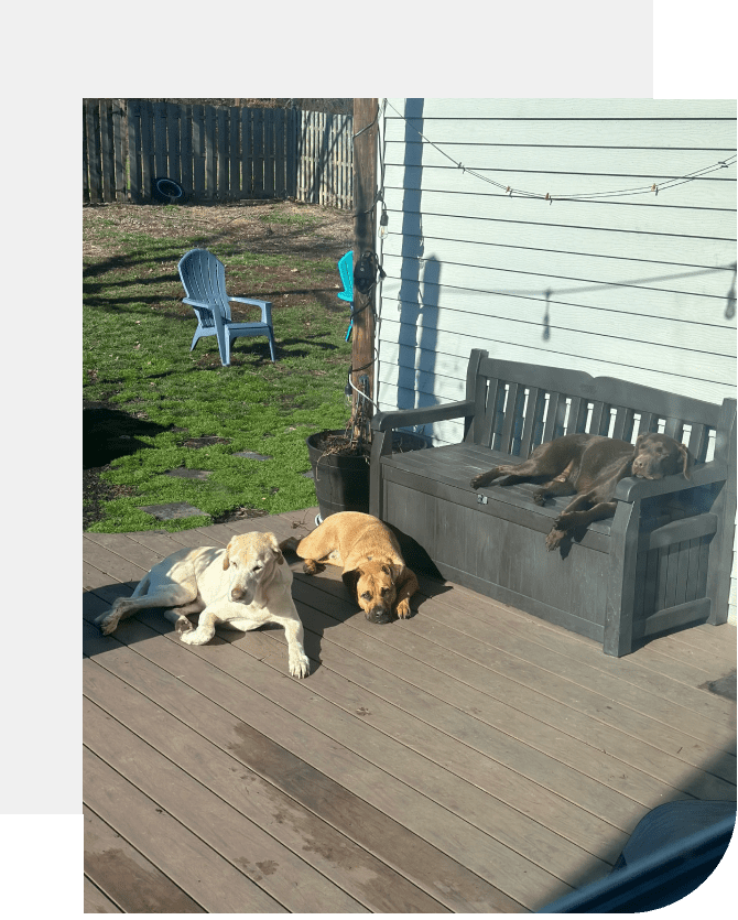 Two dogs are laying on a deck next to a bench.