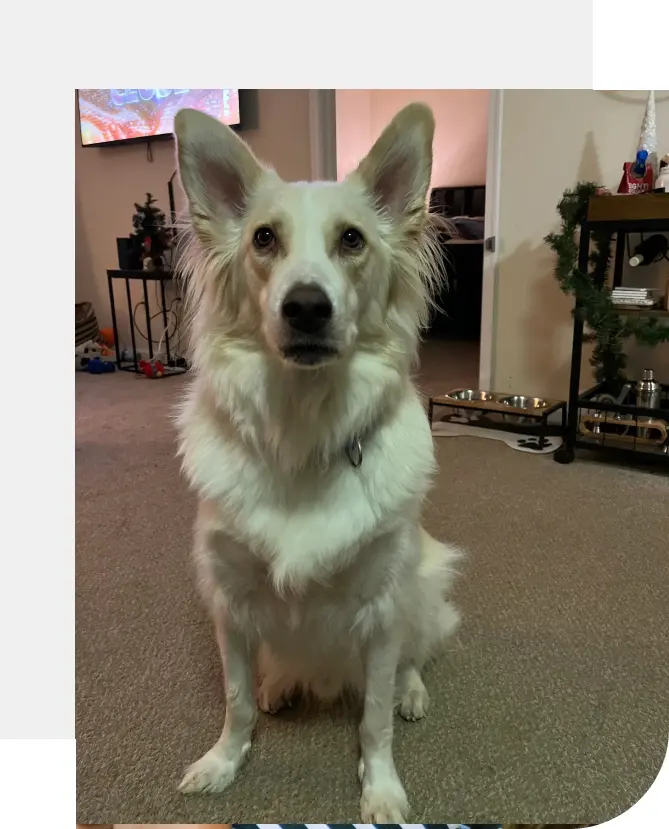 A white dog sitting on the floor in front of a tv.