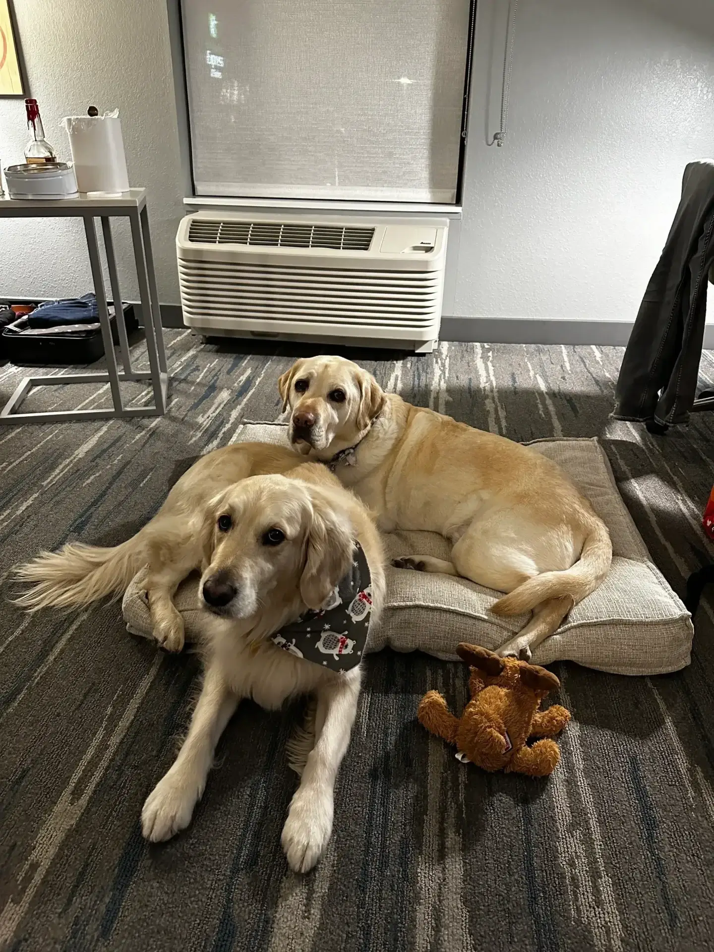 Two dogs laying on the floor in a room.